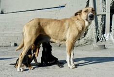 H ομάδα Τα Φαντάσματα του Ασπρόπυργου βοηθά με κάθε τρόπο τα ζώα της περιοχής