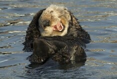 Comedy Wildlife Photography Award: Οι πιο αστείες φωτογραφίες της άγριας φύσης