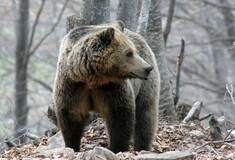 Καστοριά: Αρκουδάκια βρέθηκαν θαμμένα σε αγρόκτημα - Πιθανόν από τη μητέρα τους