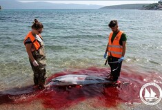 Ινστιτούτο Αρχιπέλαγος: Οι δολοφονίες θαλάσσιων θηλαστικών συνεχίζονται - Νέα καταγγελία