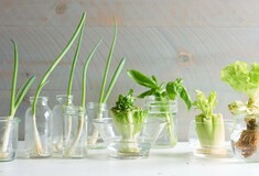 5 λαχανικά που μπορείς να καλλιεργήσεις χρησιμοποιώντας κομμάτια που περίσσεψαν