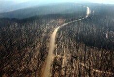 Στα καμμένα της Αυστραλίας, λίγους μήνες αργότερα