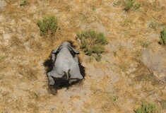 Μυστήριο στην Μποτσουάνα- Μαζικοί θάνατοι ελεφάντων