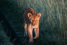 Λιοντάρια, ιαγουάροι και λεοπαρδάλεις στόχοι του παράνομου εμπορίου άγριων ζώων