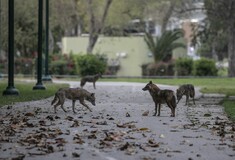 Κορωνοϊός: Με τους Ισραηλινούς σε καραντίνα, τσακάλια «κατέλαβαν» πάρκο του Τέλ Αβίβ