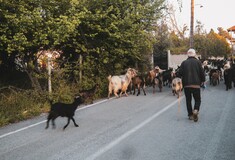 «Εδώ, στην εξοχή, πού να με βρει ο ιός;»: Συνομιλώντας με έναν βοσκό στον Παντελεήμονα Πιερίας