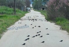 Θλιβερή εικόνα στην Αργολίδα - Γέμισε η άσφαλτος νεκρά χελιδόνια