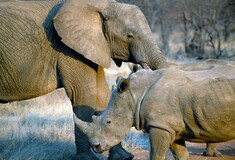 Ελέφαντες, ρινόκεροι και ιπποπόταμοι ζούσαν κάποτε στον Πηνειό