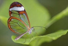 Οι «αόρατες» πεταλούδες των τροπικών δασών