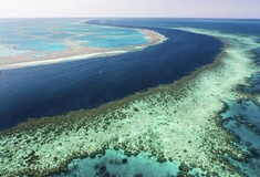 Ο Μεγάλος Κοραλλιογενής Ύφαλος έχασε τα μισά του κοράλλια από το 1995