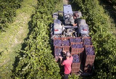 Έλληνες παραγωγοί παλαιώνουν το κρασί του 2019 που δεν πωλήθηκε λόγω κορωνοϊού