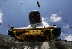 Δηλητήριο από μέλισσες «σκοτώνει κύτταρα του καρκίνου του μαστού»