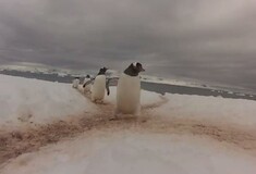 Εθνική οδός πιγκουίνων στην Ανταρκτική
