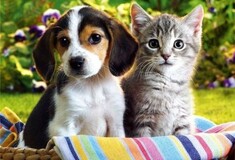 Γάτες vs σκύλοι: Ποιούς αγαπάει πιο πολύ το ίντερνετ;