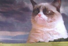 Η πρώτη διαφήμιση με τη διάσημη Grumpy Cat