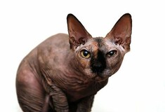 16 γάτες Sphynx