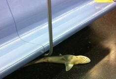 Να πως βρέθηκε ο καρχαρίας στο μετρό της Νέας Υόρκης!