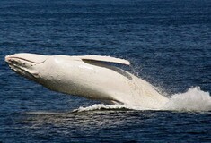 Σπάνιο: 11 φωτογραφίες της λευκής φάλαινας 