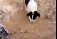 Σκύλος θάβει νεκρό κουτάβι