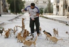 O άντρας που ταΐζει τις αδέσποτες γάτες της εγκαταλελειμμένης γειτονιάς στη Συρία
