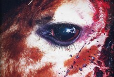 Για τον Μarius - την καμηλοπάρδαλη που σκoτώθηκε στον ζωολογικό κήπο