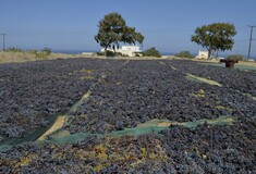 Μια μέρα στη βεντέμα της Σαντορίνης*