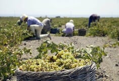 10 οινοποιοί απ' όλη την Ελλάδα στέλνουν χαιρετισμούς από τον τρύγο