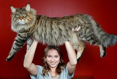 Πραγματικά τεράστιες γάτες
