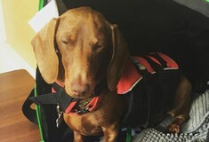 Σκύλος ταξίδεψε 10.000 μίλια για να επανενωθεί με τους ιδιοκτήτες του - Είχε αποκλειστεί λόγω κορωνοϊού [ΒΙΝΤΕΟ]