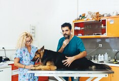 Ο κτηνίατρος: όλες οι χρήσιμες συμβουλές 