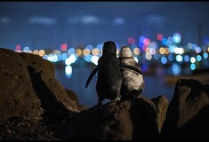 Φωτογράφος απαθανατίζει τη στιγμή που δύο πιγκουίνοι που έχασαν τα ταίρια τους κοιτούν μαζί τα φώτα της πόλης