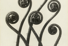 Ο τεράστιος φωτογράφος Karl Blossfeldt, που λίγοι αγαπούν και ξέρουν