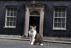 Ο Λάρι, ο γάτος της Ντάουνινγκ Στριτ, έκλεισε 10 χρόνια στην «εξουσία»