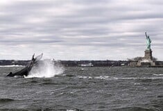 Νέα Υόρκη: Μία φάλαινα κολυμπά στον πoταμό Χάντσον [ΕΙΚΟΝΕΣ&ΒΙΝΤΕΟ]