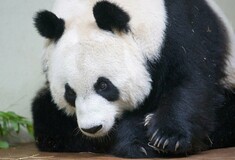 Τα γιγαντιαία πάντα του ζωολογικού κήπου του Εδιμβούργου ίσως επιστραφούν στην Κίνα