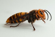 ΗΠΑ: Βρήκαν την πρώτη φωλιά με σφήκες-δολοφόνους δένοντας "GPS" στα έντομα με οδοντικό νήμα
