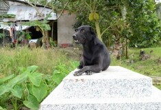 Σκύλος φυλάει εδώ και τρία χρόνια τον τάφο ενός παιδιού που πέθανε: «Ήταν αχώριστοι»