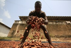 Οι «ματωμένες» χριστουγεννιάτικες σοκολάτες: Παιδική εργασία και υποτυπώδεις αμοιβές για τους παραγωγούς