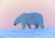 Όταν ο Σκωτσέζος ζωγράφος Τζέιμς Μόρισον συνάντησε μια πολική αρκούδα στην Αρκτική