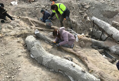Ανασκαφή απολιθωμένου κορμού