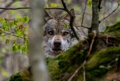 Ισπανία: Διχασμένοι οι κτηνοτρόφοι για την παράταση στην απαγόρευση του κυνηγιού των λύκων