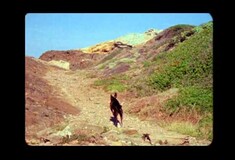 Ένα αδέσποτο σκυλί ο μοναδικός πρωταγωνιστής σε ένα νέο βίντεο κλιπ