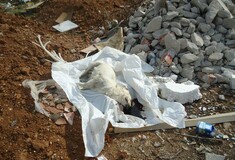 Κοζάνη:Δηλητηρίασαν αδέσποτα και τα έσερναν στην άσφαλτο για να τα εξαφανίσουν