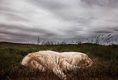 Η φωτογραφία της ημέρας