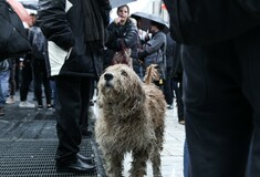 Πανούσης: Η αστυνομία πρέπει να προστατεύει τα ζώα από κακοποίηση