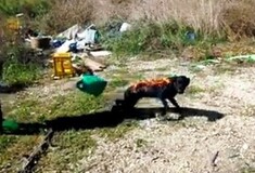 Ρομά στην Άρτα έκαψαν ζωντανό σκύλο