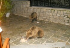 Τρεις μικρές αρκούδες κάνουν βόλτες στο Μέτσοβο