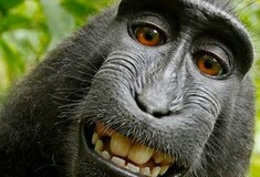 Η wikipedia δεν κατεβάζει φωτογραφία επειδή θεωρεί ότι ανήκει σε μια μαϊμού