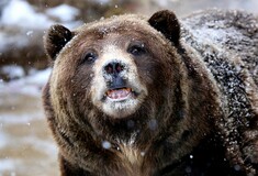 Cocaine Bear : Η ταινία για τη ζωή της αρκούδας που πέθανε από υπερβολική δόση κοκαΐνης κάνει πάταγο πριν ακόμα γυριστεί