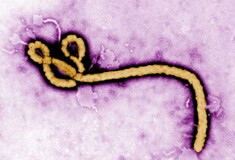 Πωλείται το ebola.com